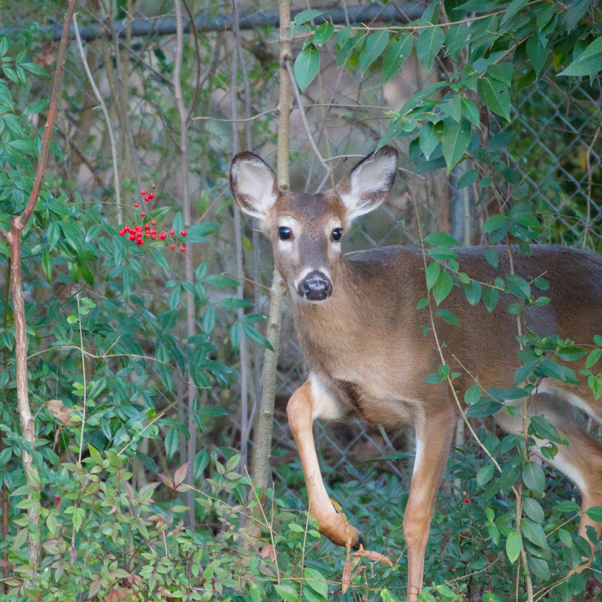 Nature 3